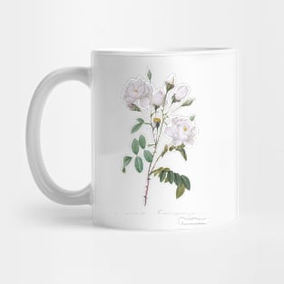 Rosa campanulata alba also known as Pink Bellflowers to White Flowers from Les Roses (1817–1824) Mug